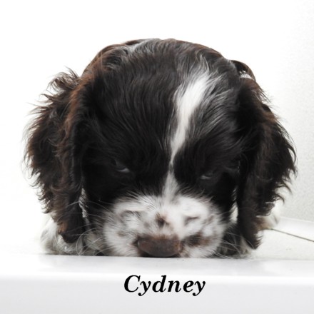 puppy, for, sale, Cocker Spaniel, Joe & Cherri  Overlease, dog, breeder, Miller, MO, dog-breeder, puppy-for-sale, forsale, nearby, find, puppyfind, locator, puppylocator, aca
